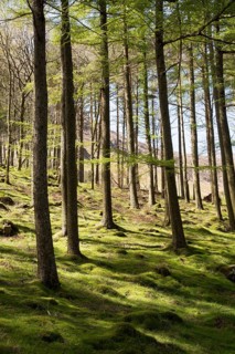 Woodland landscape tree trunks on the banks of Lake Buttermere, Cumbria, England, UK