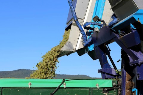 Grape grape harvest with full harvester in the district of Bad Dürkheim, Rhineland-Palatinate