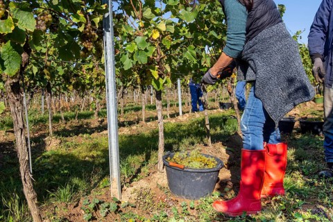 Hand-picking of Pinot Blanc grapes in the Palatinate (Norbert Groß winery, Meckenheim)