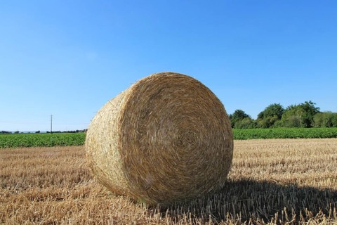 Straw pressed into round bales on a harvested wheat field in the evening sun (Mutterstadt,