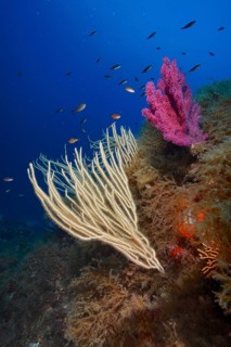 White gorgonian (Eunicella singularis) and violescent sea-whip (Paramuricea clavata), dive site