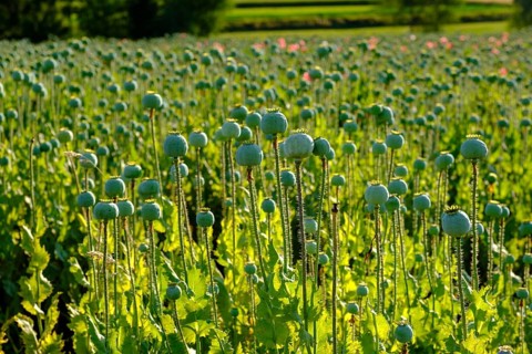 Poppy, (Papaver somniferum), poppy field, Waldviertel grey poppy, poppy village Armschlag,