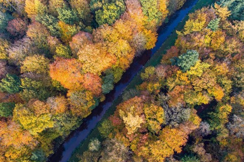 Mixed forest in autumn, colouring, aerial view, forest, autumnal, district Vechta, Moorbach, Daren,