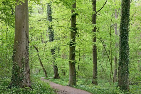 Forest path leads through a deciduous forest with flowering ramson (Allium ursinum), North