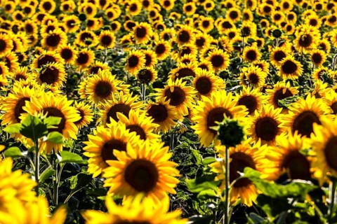 Sunflowers in a field, Mallnow