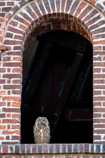 Eurasian eagle-owl (Bubo bubo), fledgling, in an old window of the Malakow tower, industrial
