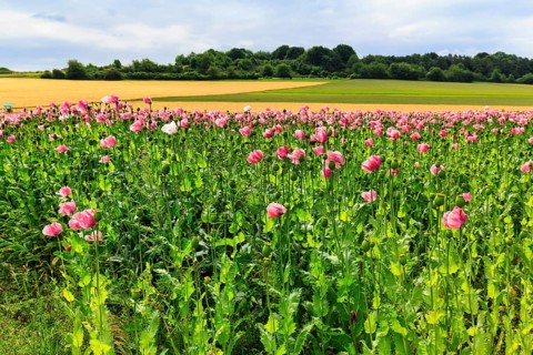Opium poppy (Papaver somniferum), cultivation of edible poppy, poppy field, pink flowers and seed