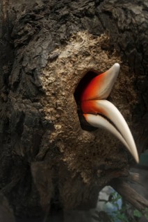 Female rhinoceros hornbill (Buceros rhinoceros) with only the beak peeking out of the nesting