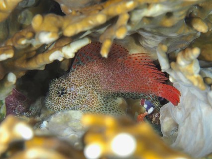 Leopard combtooth (Exallias brevis), bonefish, dive site House Reef, Mangrove Bay, El Quesir, Red