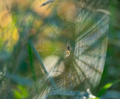 Cross spider (Araneus) sitting in a spider web, Lower Saxony, Germany, Europe