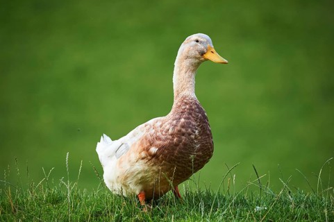 Domestic duck (Anas platyrhynchos domesticus), standing on a meadow, Wildpark Aurach Kitzbühel,