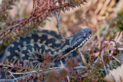 Common european viper (Vipera berus), Lower Saxony, Germany, Europe