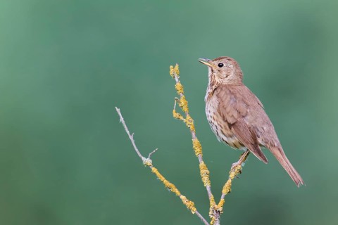Song thrush (Turdus philomelos), Lower Saxony, Germany, Europe