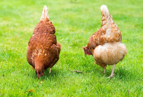 Brown hybrid hens (Gallus gallus domesticus) running in a meadow, two hens pecking for food in the