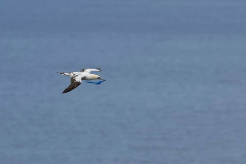 Northern gannet (Morus bassanus) adult bird in flight carrying a piece of plastic waste in its