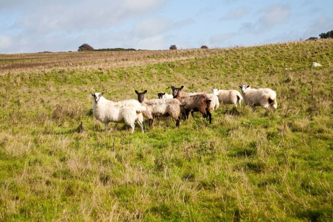 Sheep grazing on Fyfield Down national nature reserve, Marlborough Downs, Wiltshire, England, UK