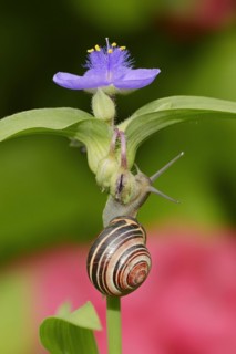 Grove snail (Cepaea nemoralis) on garden three-master flower (Tradescantia andersoniana), flower,