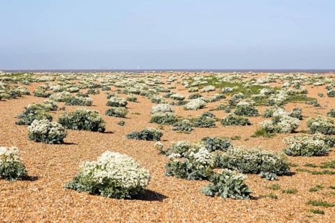 plant, Sea Kale (Crambe maritima), in flower on beach at Shingle Street, Suffolk, England, UK