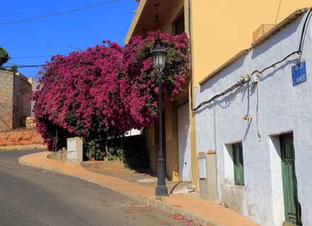 Attractive bougainvillea flowering plant, village of Toto, Pajara, Fuerteventura, Canary Islands,