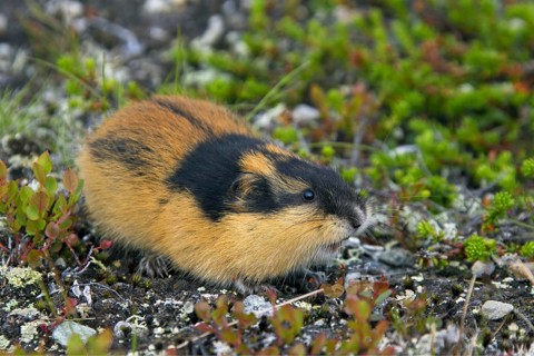 Norway lemming (Lemmus lemmus) on the tundra, Lapland, Sweden, Europe