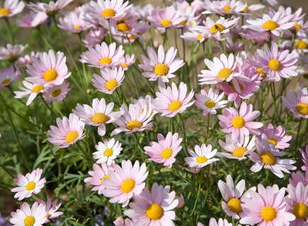 Argyranthemum pink daisy-like flowers