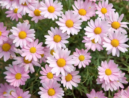 Argyranthemum pink daisy-like flowers