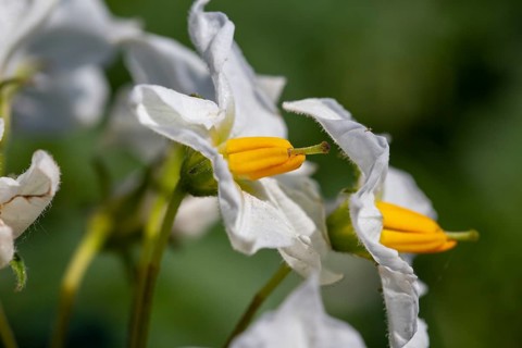 Close-up of a flowering potato plant