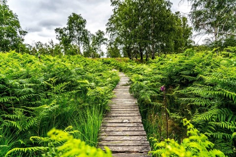Bohlenweg, in the Struffelt nature reserve, near Roetgen-Rott, part of the Eifelsteig long-distance