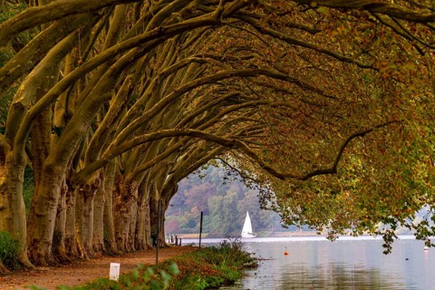 Platanen Allee, Weg am Lake Baldeney, near Haus Scheppen, in Essen, autumn, North Rhine-Westphalia,