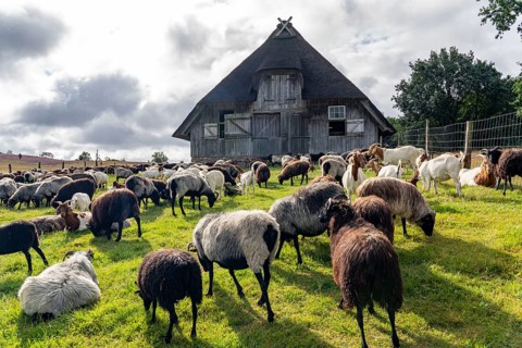 Stable for Heidschnucken sheep, in the Lüneburg Heath nature reserve, Lower Saxony, Germany, Europe
