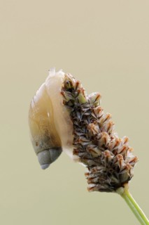 Common amber snail (Succinea putris), North Rhine-Westphalia, Germany, Europe