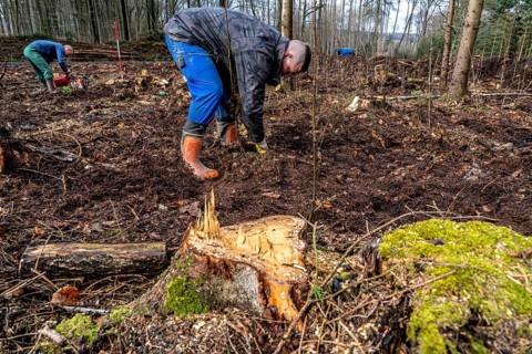 Reforestation in the Arnsberg Forest near Rüthen-Nettelstädt, Soest district, forestry workers