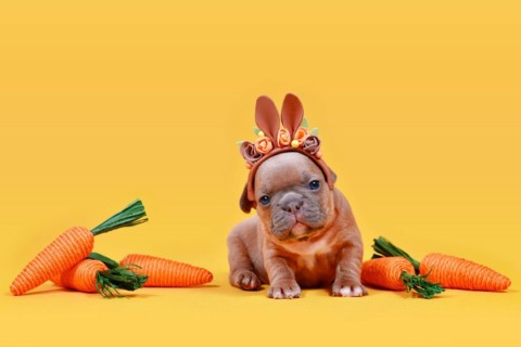 Cute fawn French Bulldog dog puppy dressed up as Easter bunny with rabbit ears headband and carrots