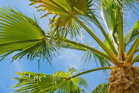 Green palm leaves against a blue sky on a sunny day, sunlit palm leaves in fan shape, mexican fan