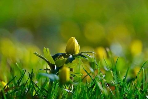 Winter aconites (Eranthis hyemalis), Germany, Europe