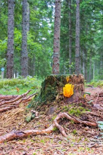 Tree stump with yellow stagshorn (Calocera viscosa) in a coniferous forest at autumn
