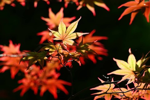 Red leaves of Maple (Acer rubrum) close up