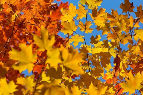 Autumn leaves (Acer), in warm yellow and orange tones against a clear blue sky, autumn, Ontario,