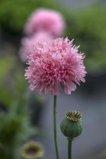 Flowers of the fringed poppy (Papaver laciniatum), Mecklenburg-Western Pomerania, Germany, Europe