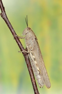 Egyptian locust (Anacridium aegyptium), Camargue, Provence, southern France