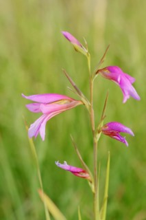 Illyrian gladiolus or wild gladiolus (Gladiolus illyricus), flowers, Camargue, Provence, southern