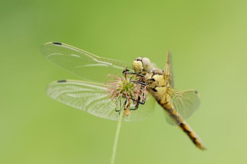 Black-tailed skimmer (Orthetrum cancellatum), female, North Rhine-Westphalia, Germany, Europe
