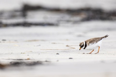 Ringed Plover (Charadrius hiaticula), adult bird pulling a small worm out of the sand, Varanger,
