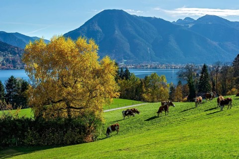 Cows on a pasture by the lake, Tegernsee with Wallberg, Mangfall mountains, Bavarian Prealps, Alps,