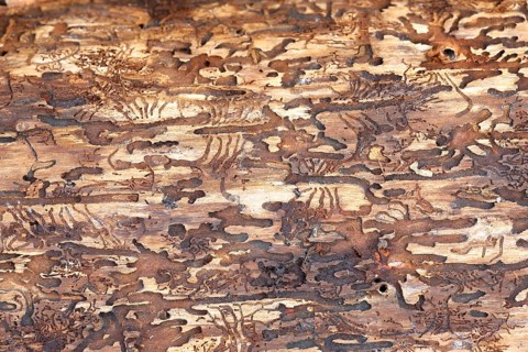 Feeding galleries of the spruce bark beetle (Ips typographus L.) under the bark of Norway spruce