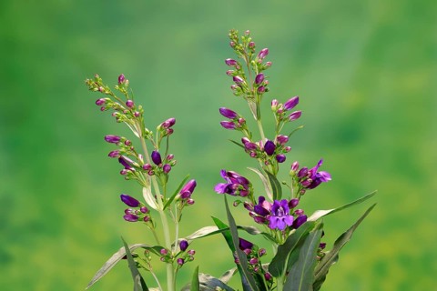 Upright bearded thread (Penstemon strictus), flower, flowering, Germany, Europe