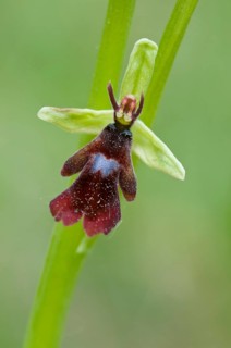 Fly orchid (Ophrys insectifera), Lower Saxony, Germany, Europe