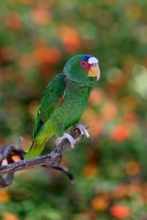 White-fronted amazon (Amazona albifrons), adult, in perch, Sonora Desert, Arizona, North America,