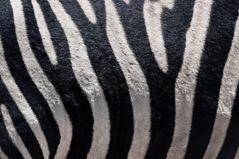 Detail, coat of a plains zebra (Equus quagga) on the belly, pattern, Etosha National Park, Namibia,