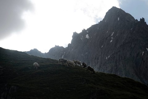 Sheep grazing on a mountain meadow, rocky mountain peaks behind, ascent to the Schönbichler Horn,